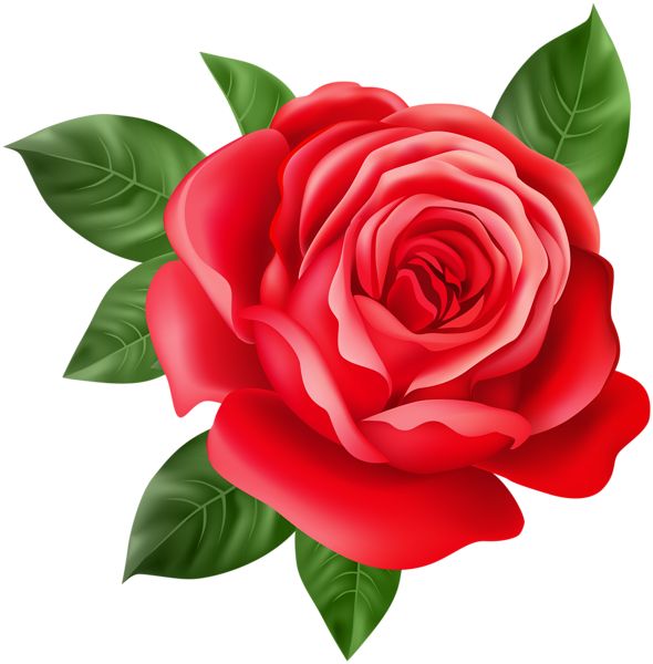 Rose Store